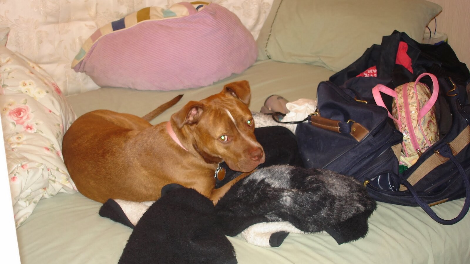 Chris Fischer's young brown dog lying on a bed in August 2006