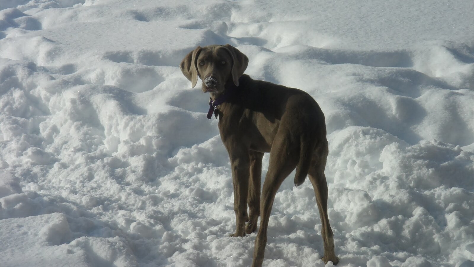 Chris Fischer's young Weimaraner standing in deep snow in December 2006