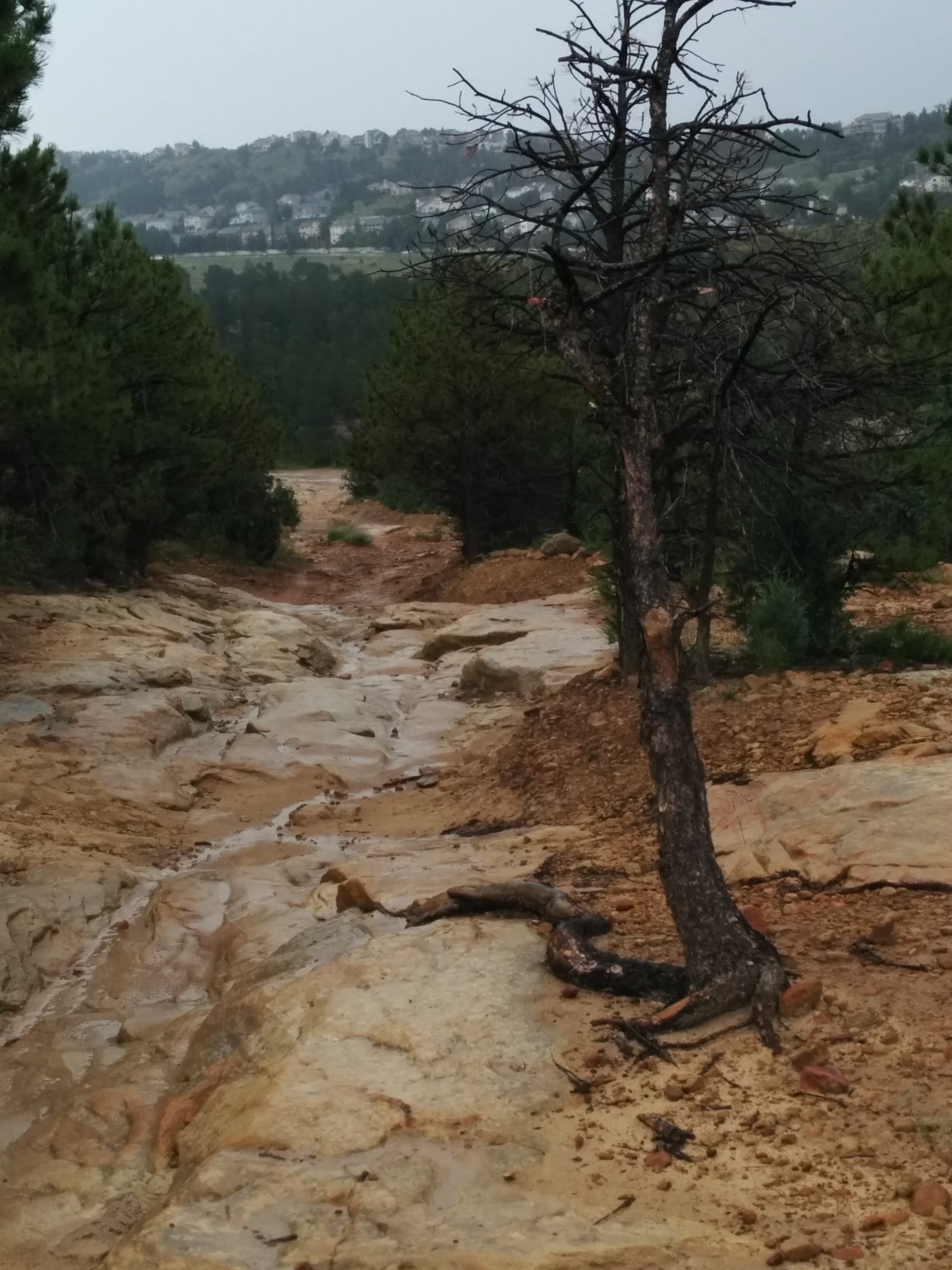 A wet rocky trail through the Colorado foothills during Chris Fischer's August 2014 training week