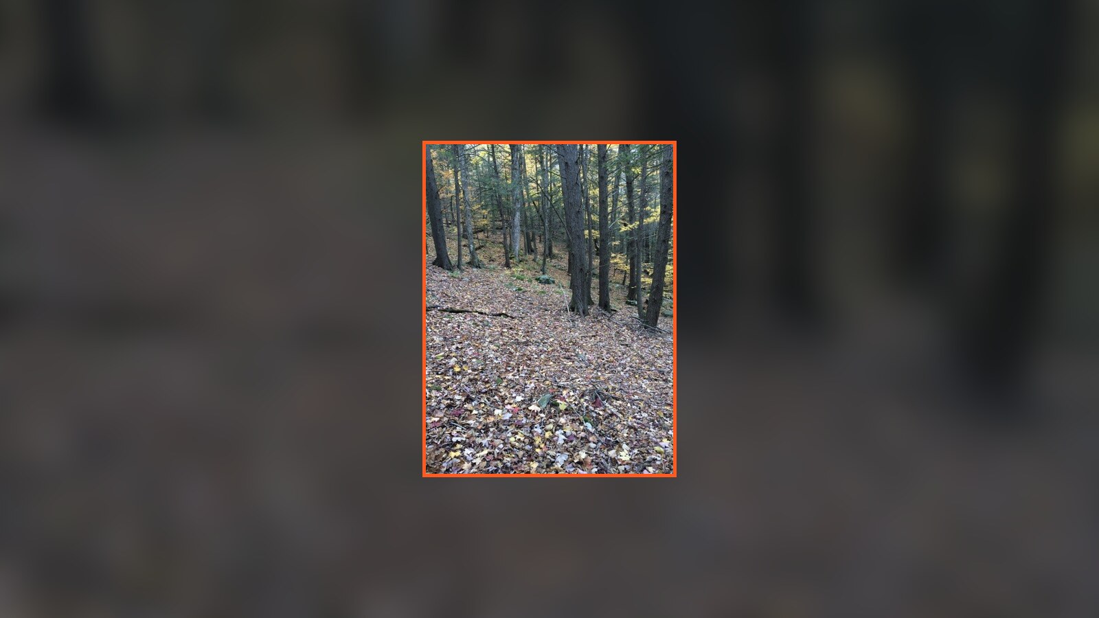 The steep, leaf-covered woods Chris Fischer walked while considering a Hudson Valley parcel in November 2015