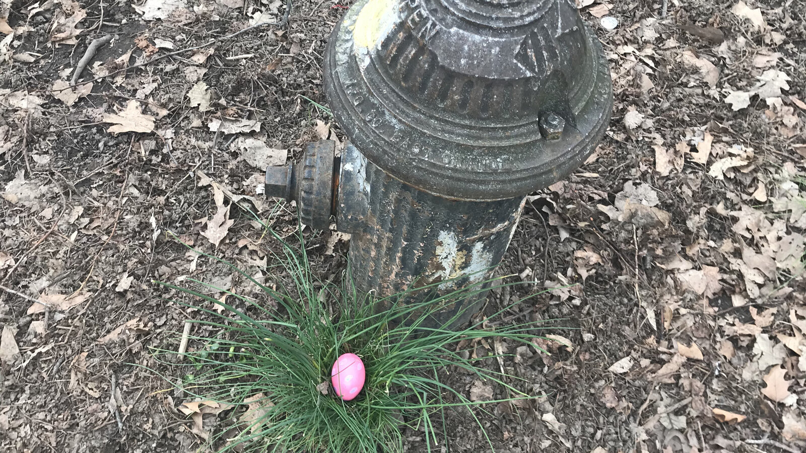 A pink dyed egg hidden in grass beside a fire hydrant