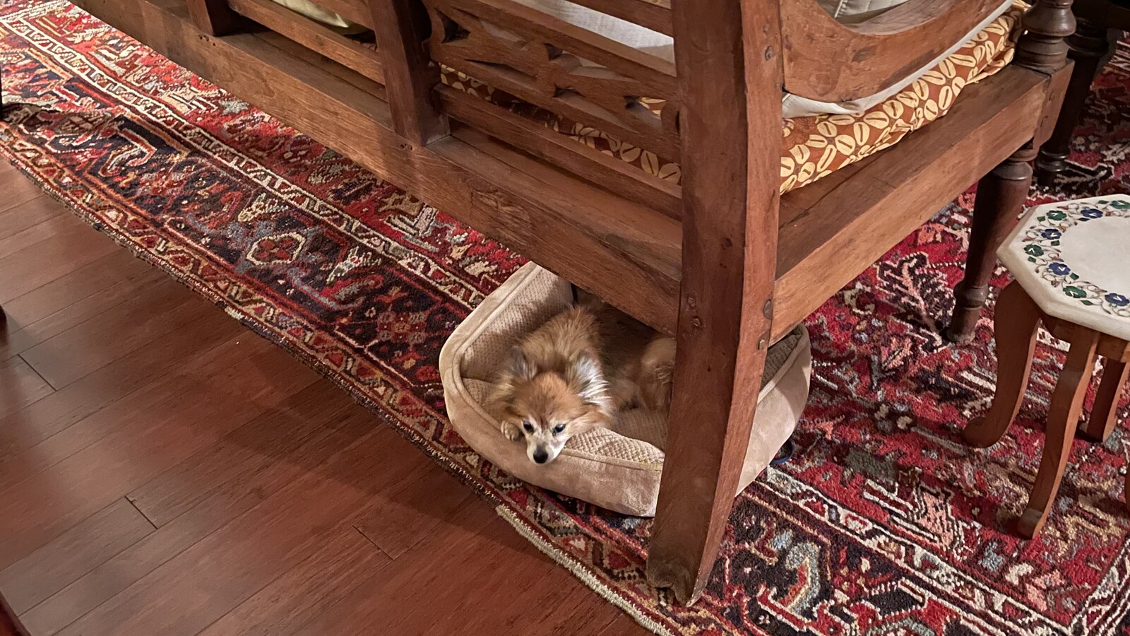 Eva resting beneath a carved wooden bench on Thanksgiving evening