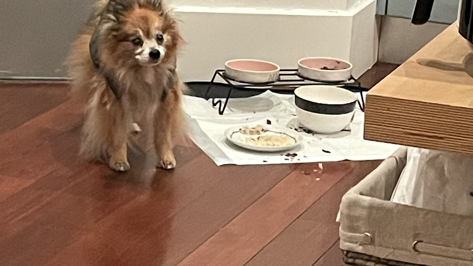 Eva standing beside her food bowls at home in Williamsburg